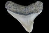 Bargain, Megalodon Tooth - North Carolina #76339-1